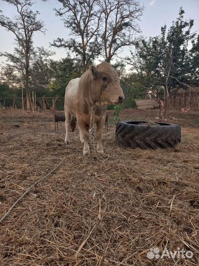 Быки на племя