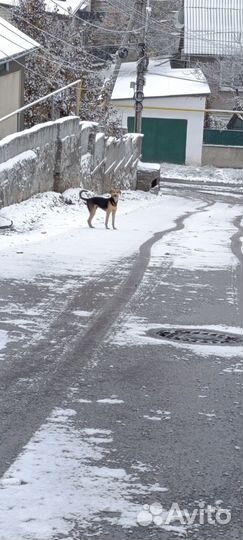 Молодой пес в добрые руки бесплатно