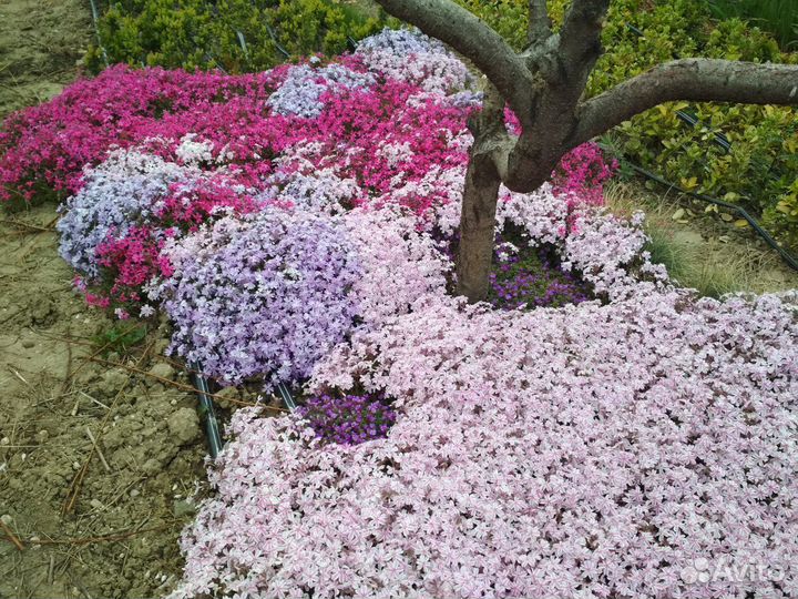 Продам многолетние растения