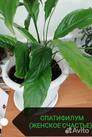 Спатифилум белый (женское счастье)