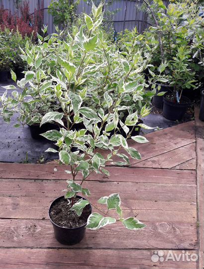 Саженцы Дерен белый Элегантиссима