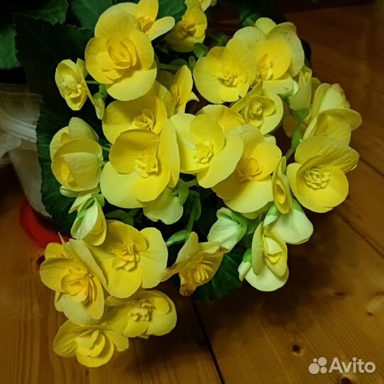 Бегония элатиор, укорененный черенок