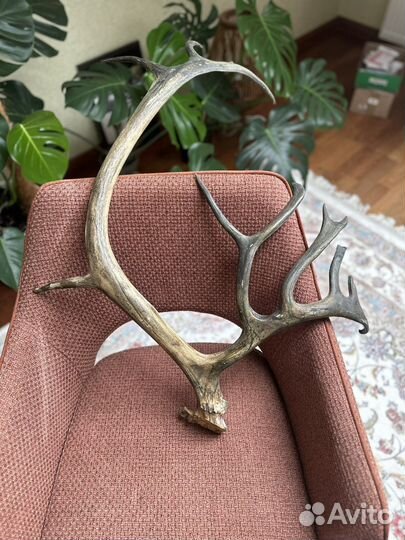 Рога оленя