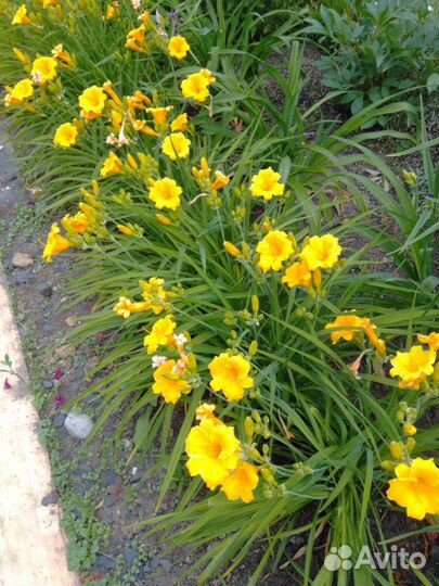 Лилейник,хоста, традисканция, ромашка жёлтая и т.д