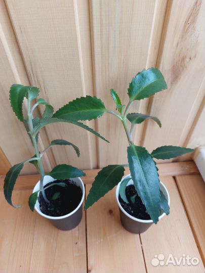 Каланхоэ лечебное,алоэ Вера