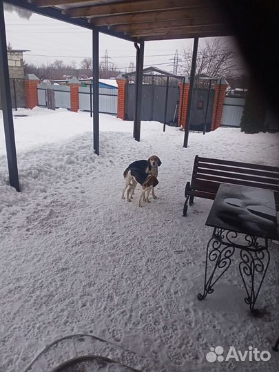 Щенки русской пегой гончей