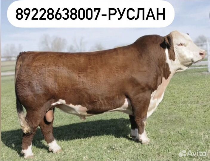 Закупаю скот на мясо