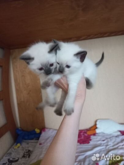 Тайские котята