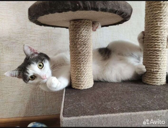 Кот в добрые руки