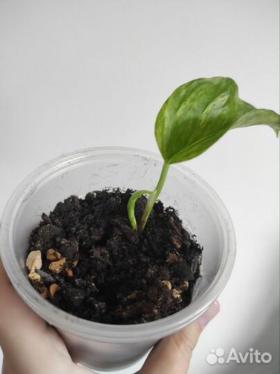 Эпипремнум марбл квин