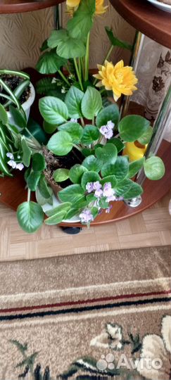 Спатифиллум