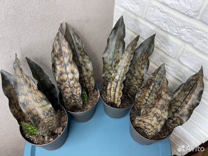 Сансевиерия леавес броун комнатные цветы