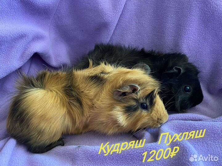 Морские Свинки мальчики и девочки