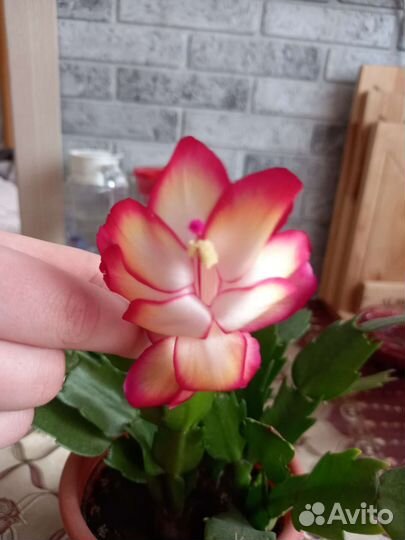 Декабрист шлюмбергера розовый