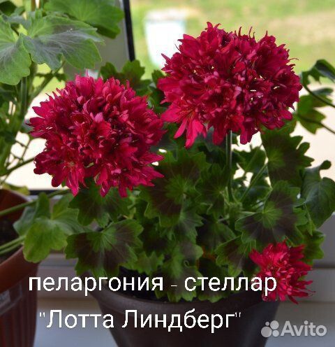 Пеларгония герань