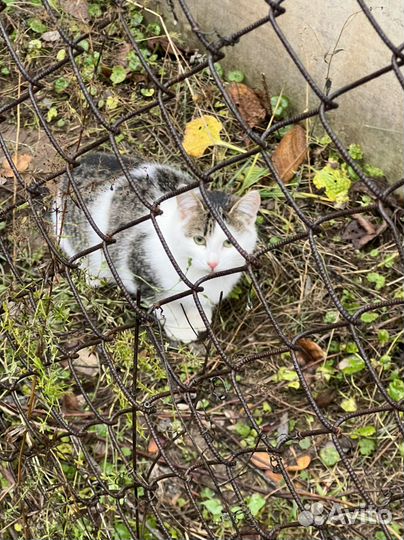 Котята ищут дом