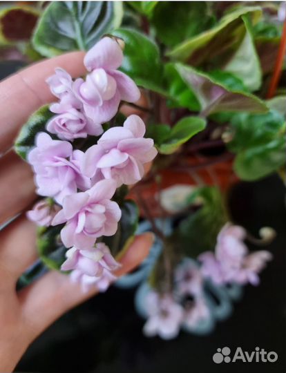 Фиалки трейлеры