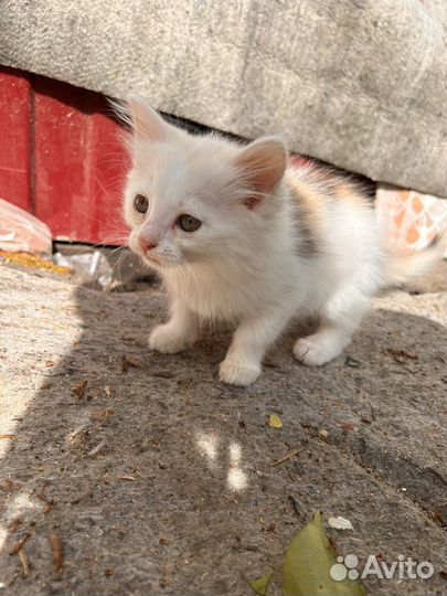 Котята 2 месяца
