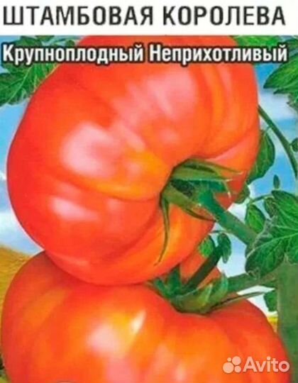 Рассада низкорослых томатов разные сорта