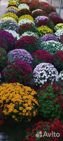 Хризантема мультифлора (70сортов)