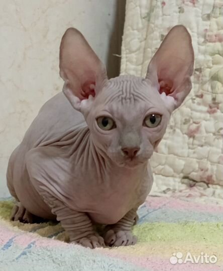 Канадский сфинкс