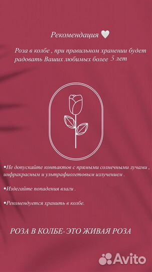 Живая роза в колбе (цветы) подарок