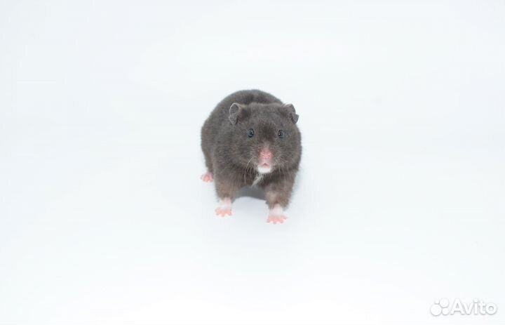 Сирийские и Джунгарские хомяки - ручные