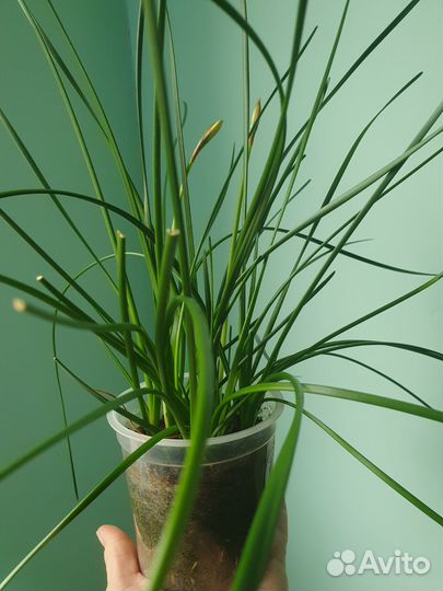 Зефирантес белый