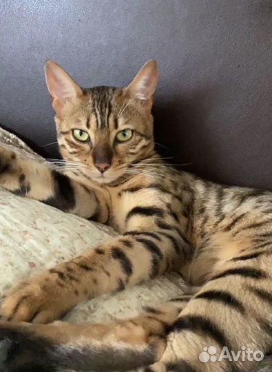 Котята бесплатно