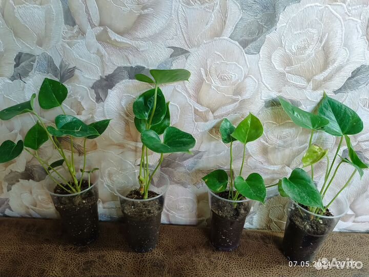 Антуриум белый и розовый.домашние кусты