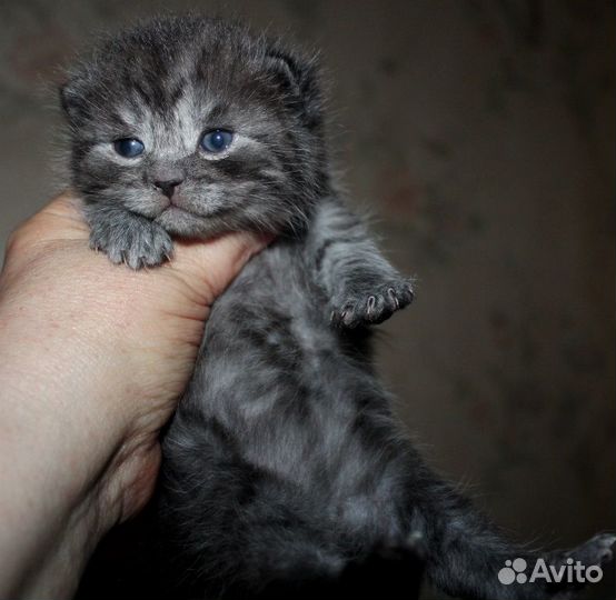 Котята шотландские