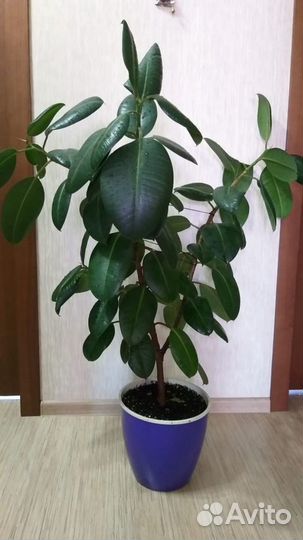 Крупные напольные растения