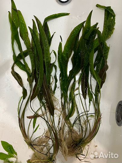 Водоросли для аквариума
