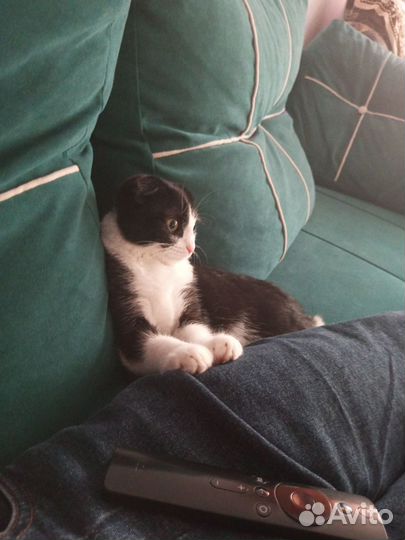 Отдам кошечку в хорошие руки