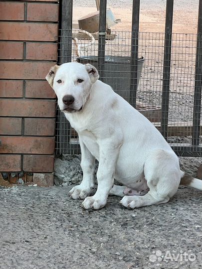 Среднеазиатская овчарка алабай щенки