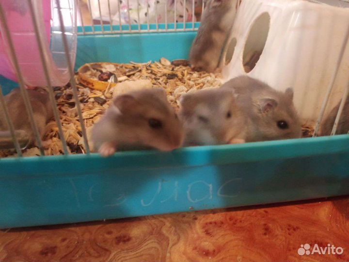 Джунгарики