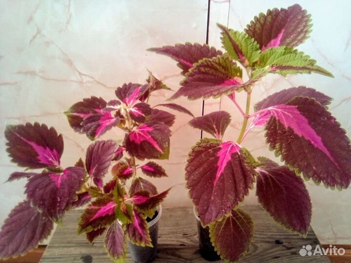 Колеусы сортовые