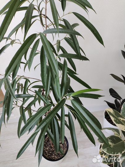 Фикус Али Биннендийка