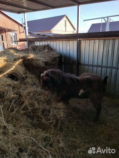 Козел на племя