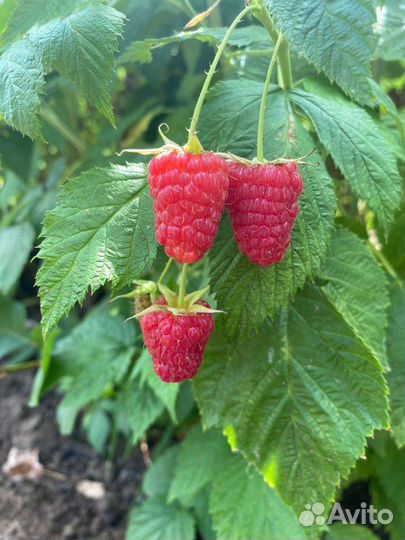 Ремонтантная малина