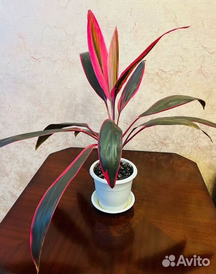 Кордилина красная