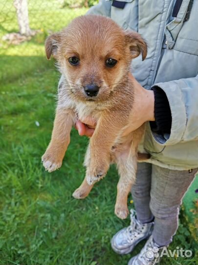 Собака в добрые руки отдам бесплатно