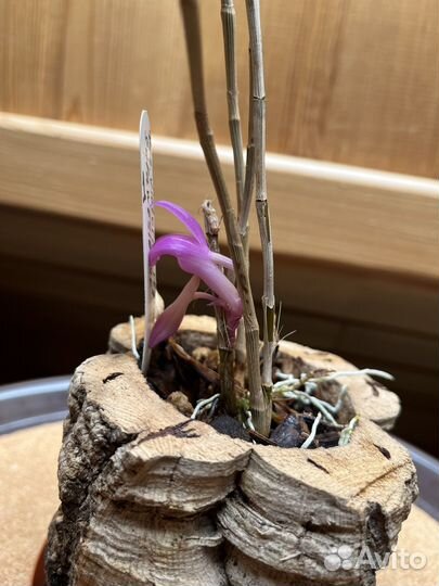 Дендробиум victoria reginae x sulawesiense