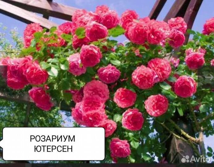 Саженцы плетистых роз корнесобственные