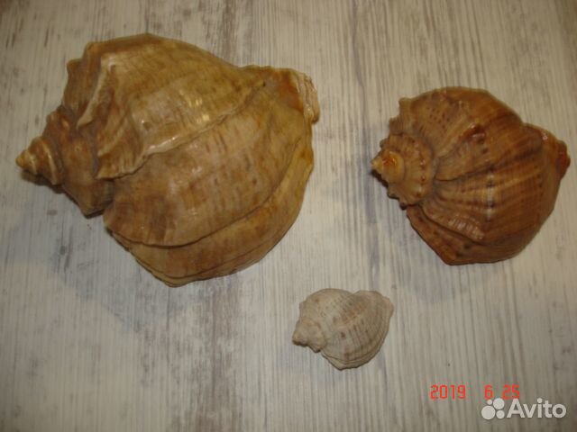 Ракушки морские