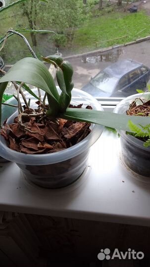 Комнатные растения