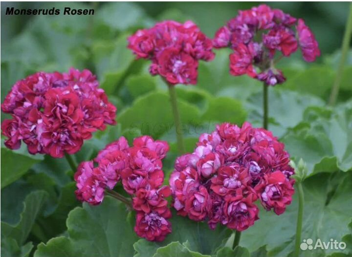 Пеларгонии сортовые