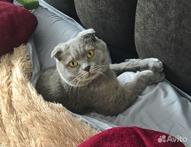 Арчи - вислоухий британец котик-кастрат в дар