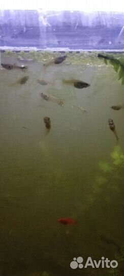 Гуппи зелёная кобра