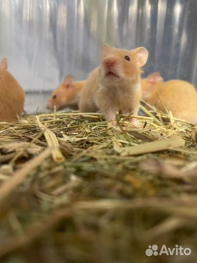 Сирийский хомячок бесплатно